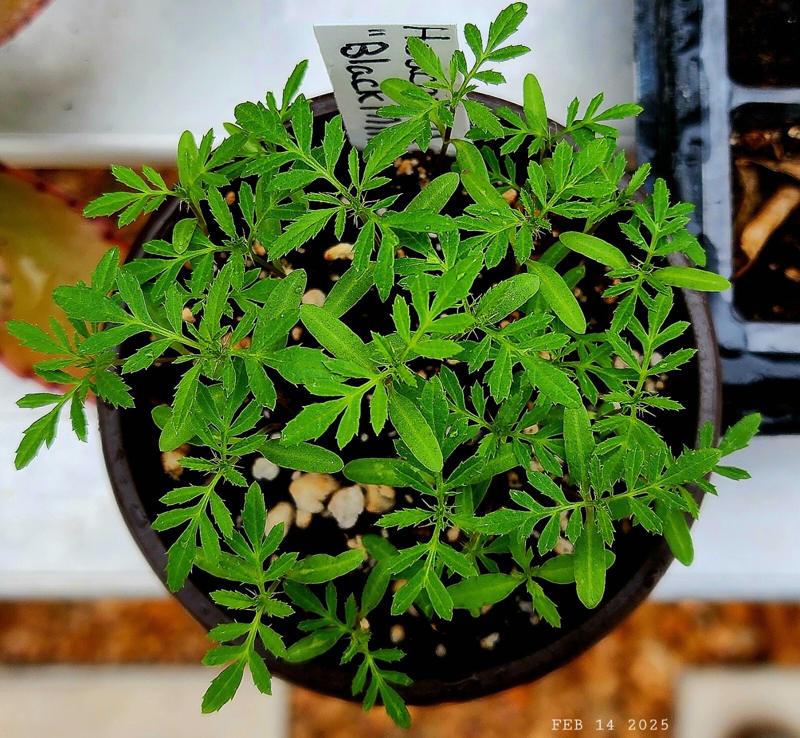 Huacatay Seeds Black Mint Tagetes minuta Flavorful Herb
