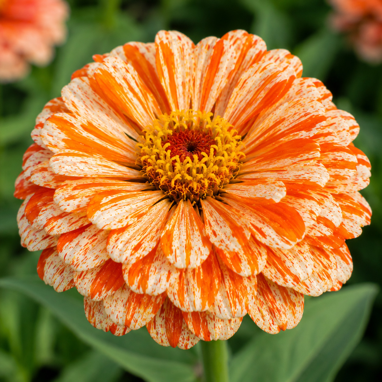 Bon Bon Mix Zinnia Seeds Candy Striped Heirloom Cut Flower Annual
