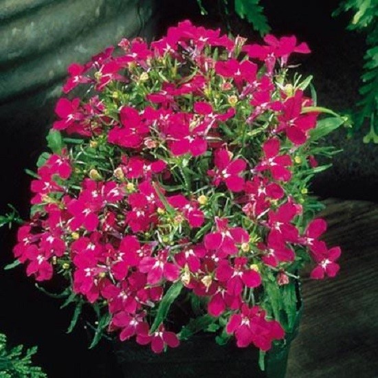 50 Multi Pelleted Seeds Lobelia Seeds Riviera Rose Flower Seeds