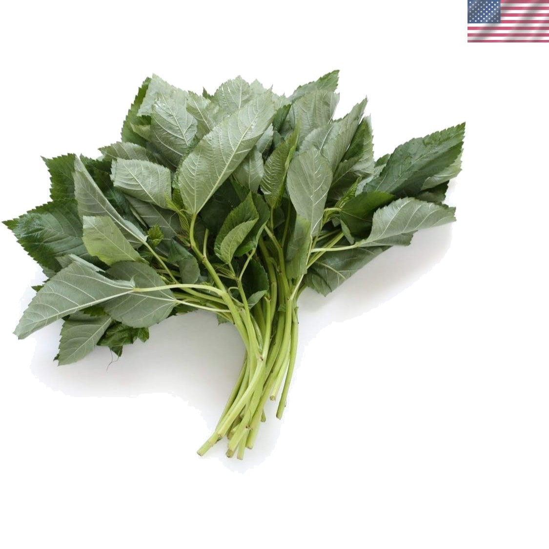 1000 Egyptian Spinach Seeds (Saluyot) – Nutrient-Rich Greens for Spring
