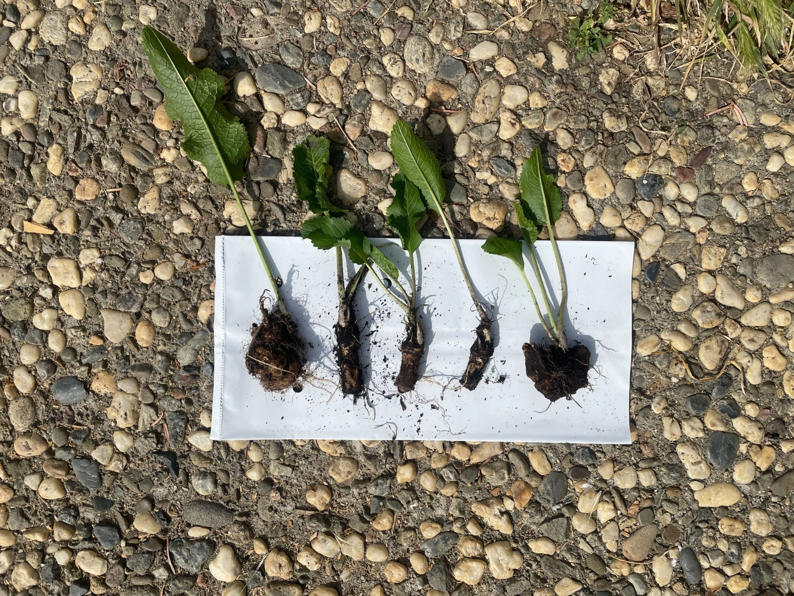 5 Fresh ORGANIC Horseradish Roots – Ready to Plant! | Heirloom, Non-GMO, Spicy!