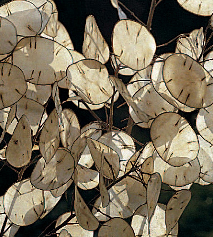 Money Plant Seeds, Violet, Silver Dollar Plant, Lunaria, Honesty, Heirloom 50ct