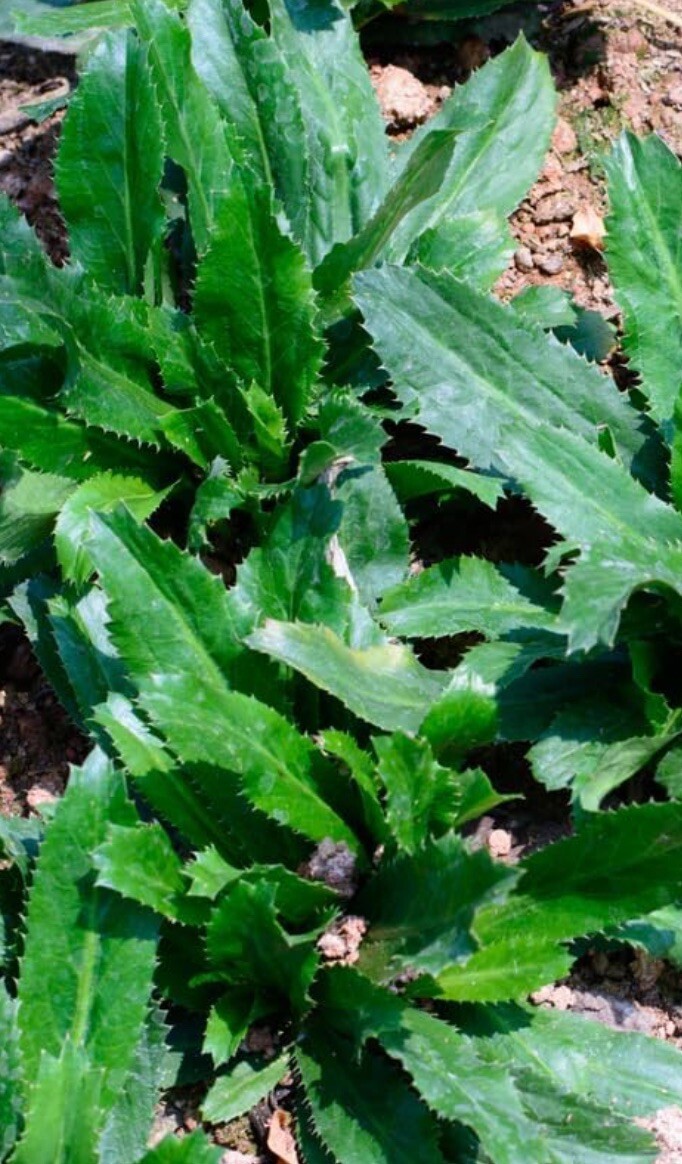 500+SeedsCulantro Seeds, Mexican Coriander, Ngò Gai, Recao, Buy2get1free