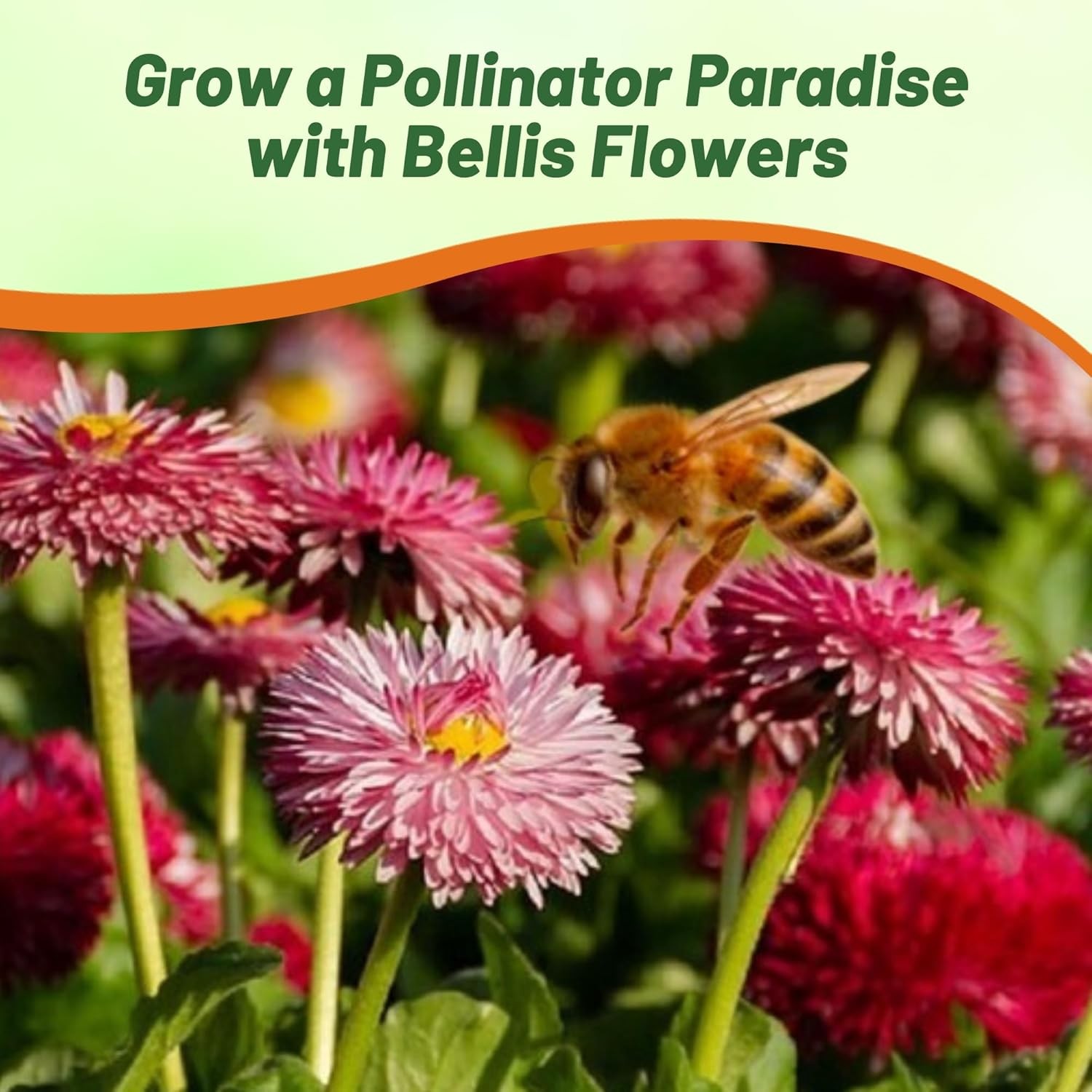 5000 Seeds English Daisy Seeds – Bellis Perennis Mix Flower Seed