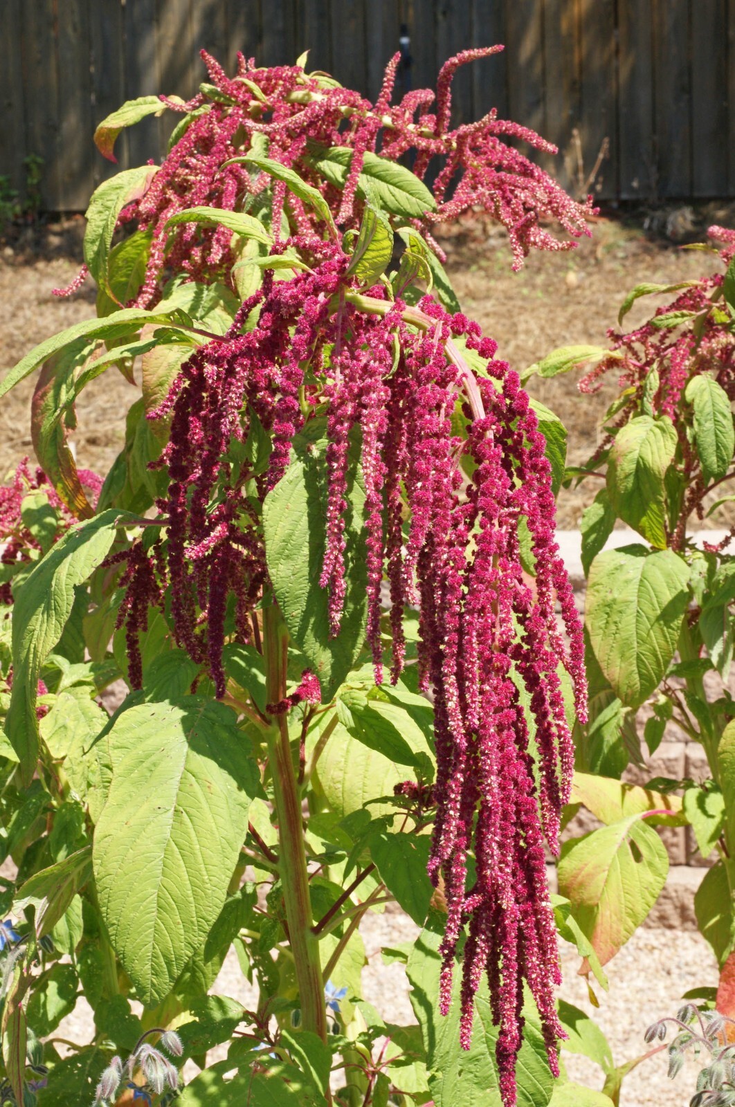 Amaranthus – Love Lies Bleeding Seeds – 100 Seeds, Non-GMO
