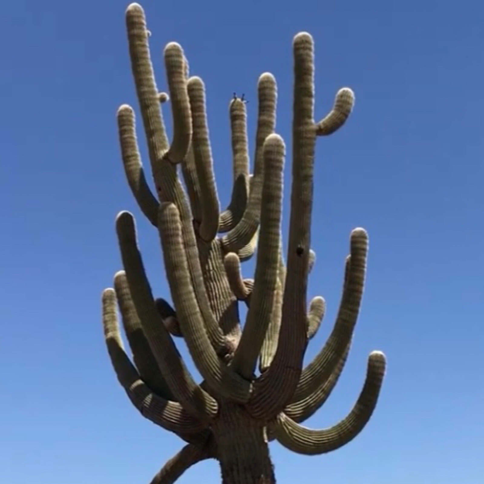 25++ Saguaro cactus Seeds (Carnegiea Gigantea) – USA Seller.