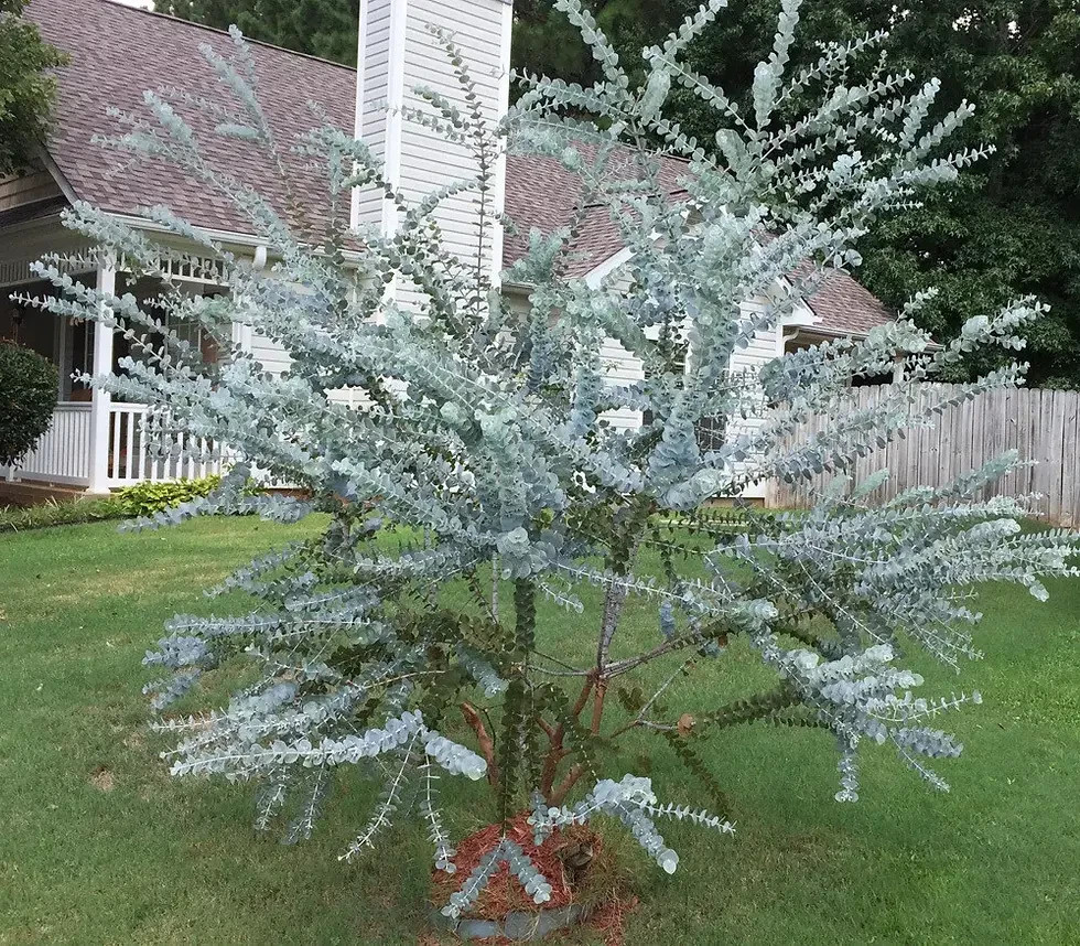 Eucalyptus Pulverulenta aka Silver Mountain Gum Tree 10 Seeds Free Shipping!