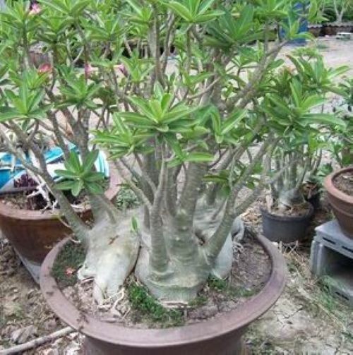 Adenium Arabicum Yak Lop Buri, 25 seeds