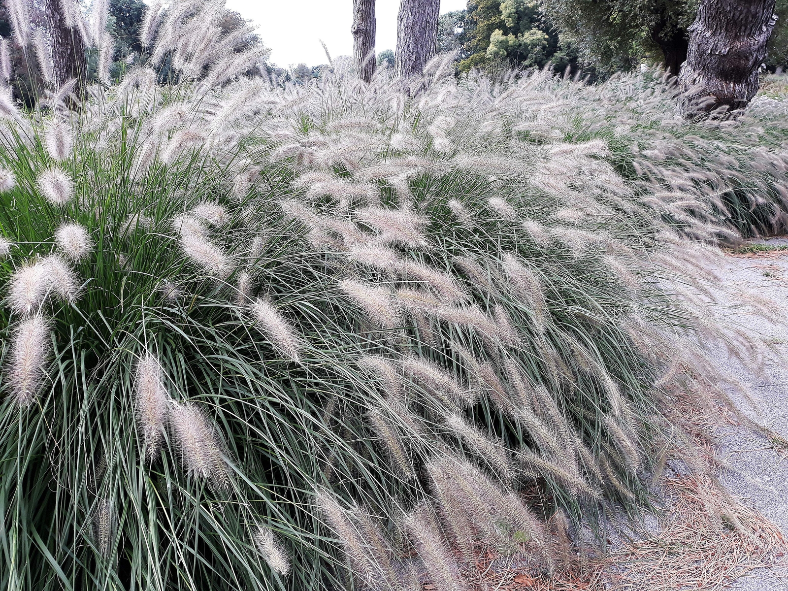25 DWARF FOUNTAIN GRASS Pennisetum Alopecuroides Hardy White Plume Seeds