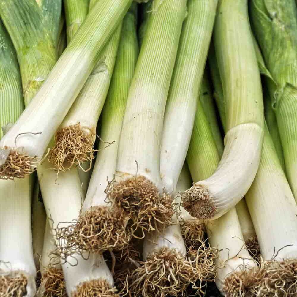 LEEK SEEDS 250+ AMERICAN FLAG allium GARDEN culinary COOKING soups FREE SHIPPING
