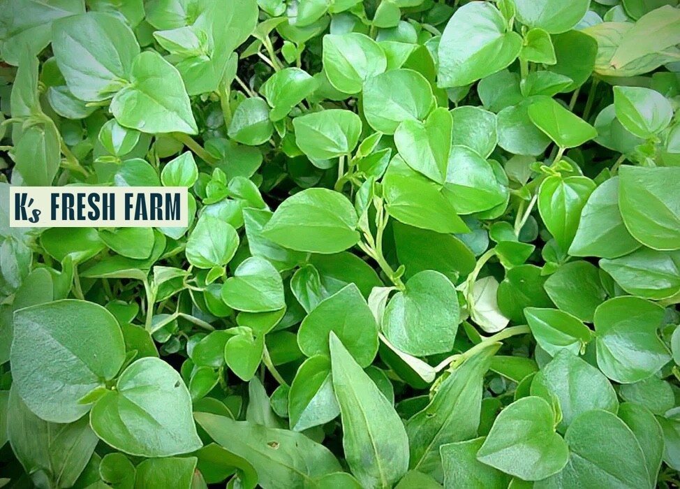 (1000+ PCS) CRAB CLAW ,PEPEROMIA PELLUCIDA SEEDS, HẠT RAU CÀNG CUA