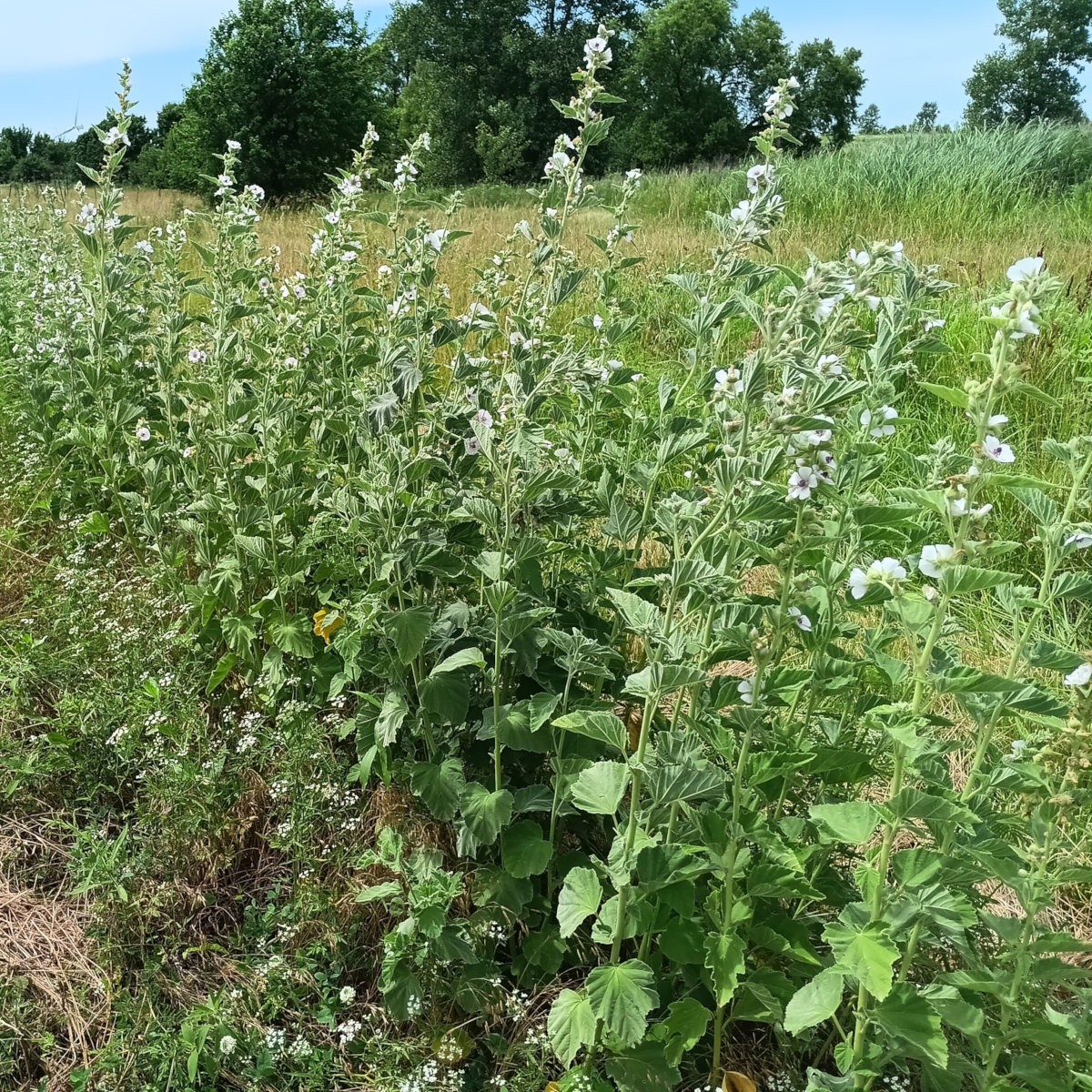 Marshmallow (Althaea officinalis) ~ 100 to 10,000 seeds
