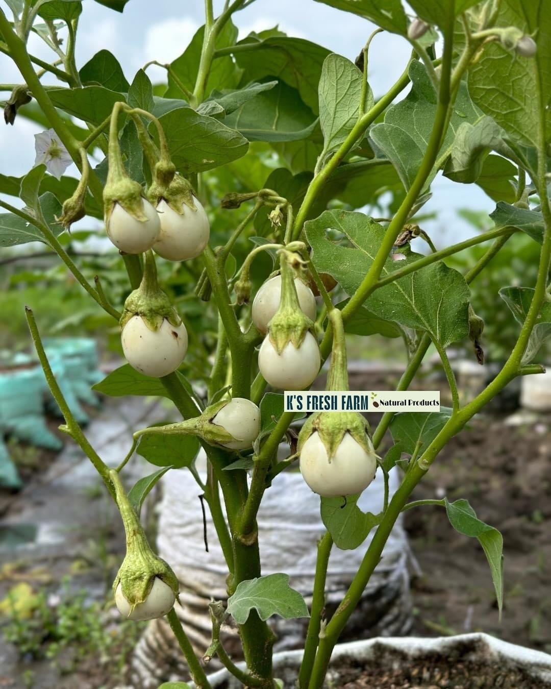 100+PCS WHITE ROUND EGGPLANT SEEDS, CÀ PHÁO TRẮNG