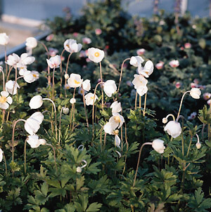 Anemone sylvestris 250 seeds