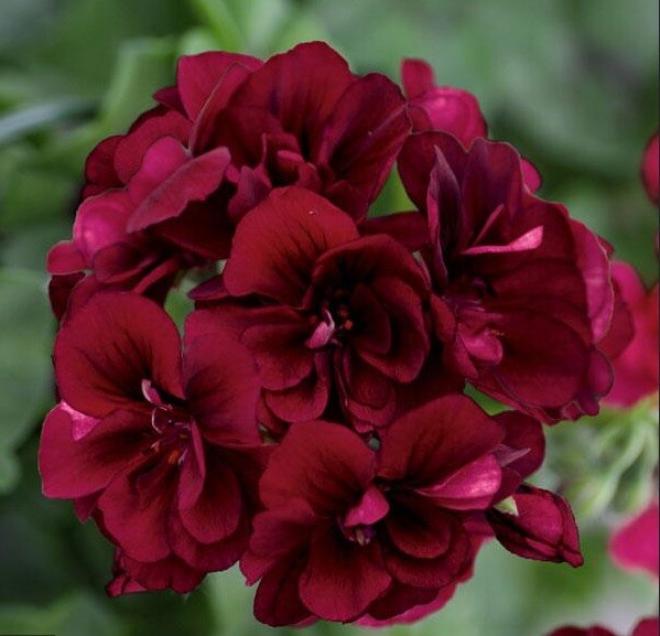 10 Dark Burgundy Geranium Seeds Hanging Basket Perennial Flowers Seed Flower 323