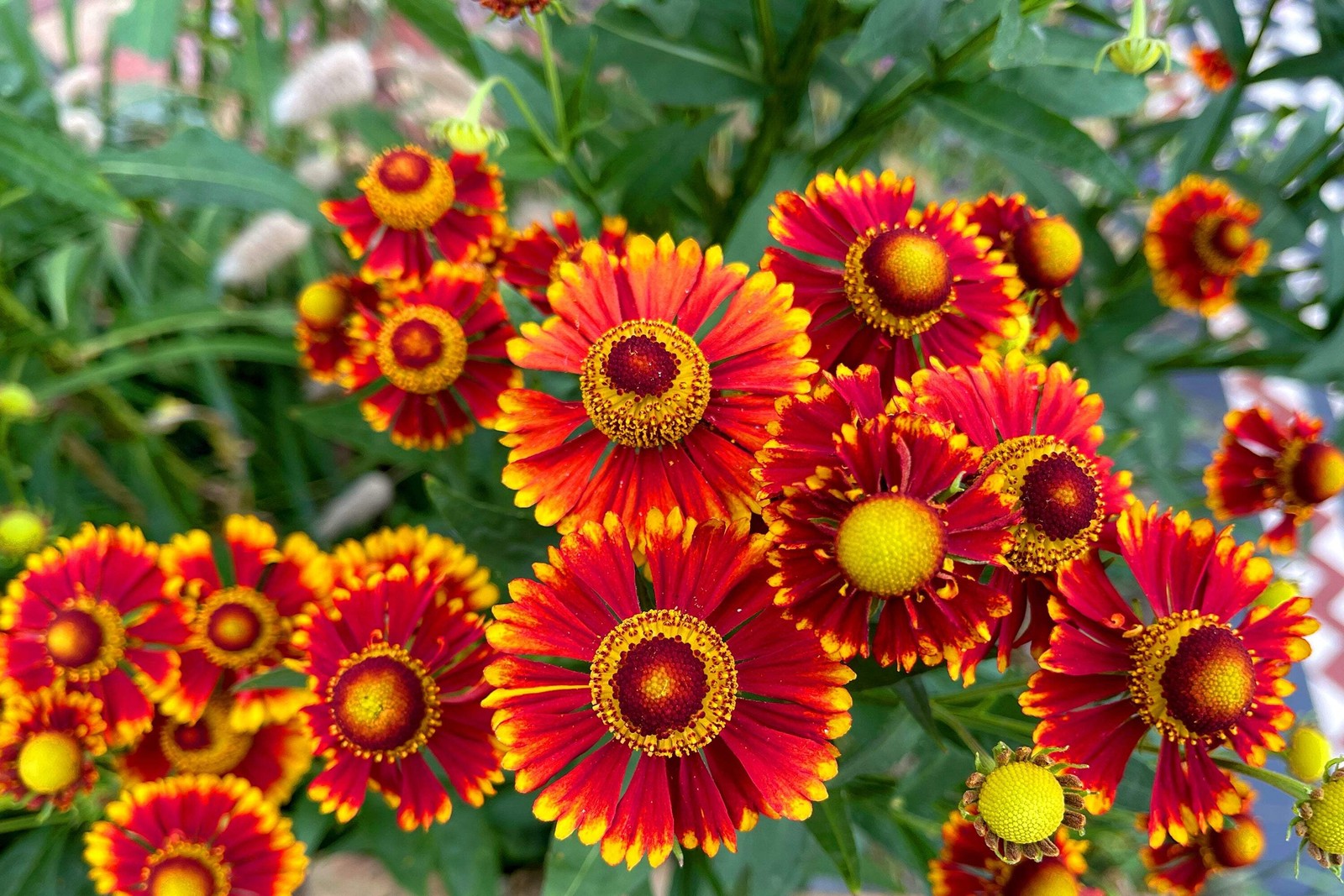 100 HELENIUM AUTUMN LEAVES Mix Helenium Autumnale Sneezeweed Flower Seeds