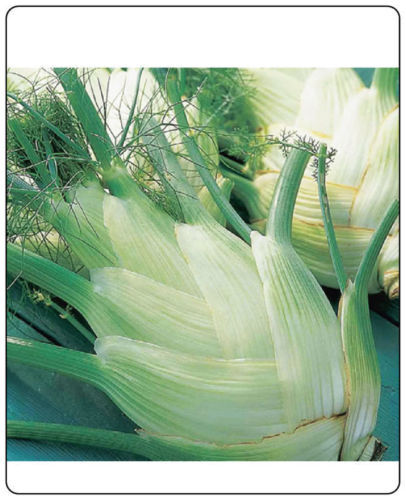 Fennel Florence Heirloom Garden Vegetable By Seed Kingdom 500 Seeds