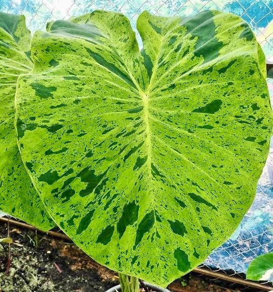 Colocasia Esculenta ‘Wat Bosat’ Seeds ~ Elephant Ear ~Taro~Rare Exotic Plants