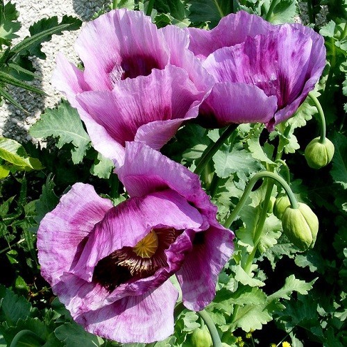 Heirloom Hungarian Blue Breadseed Poppy Seeds | Stratified Papavaer somniferum