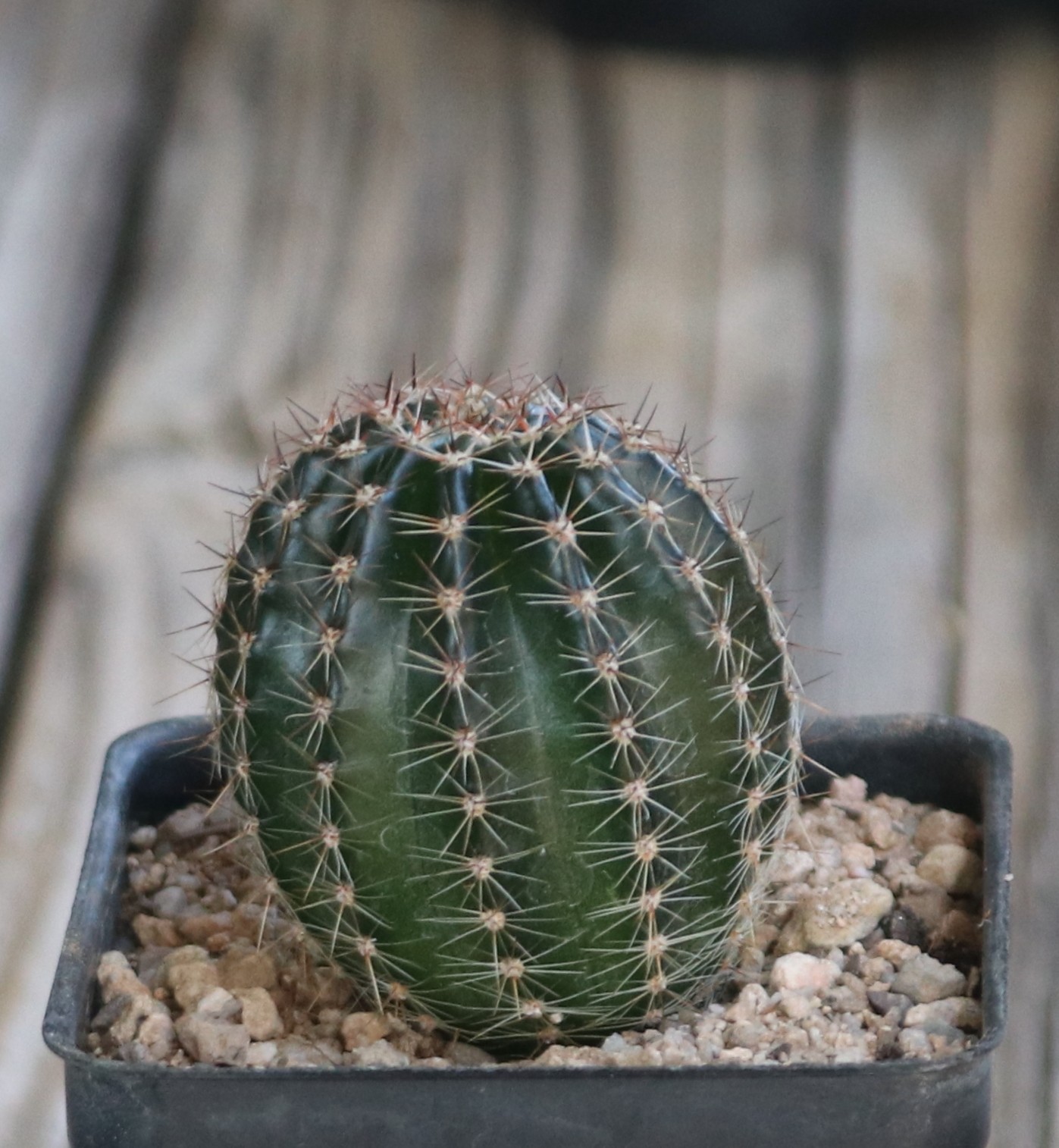 Schick hybrid ‘Flattycake’