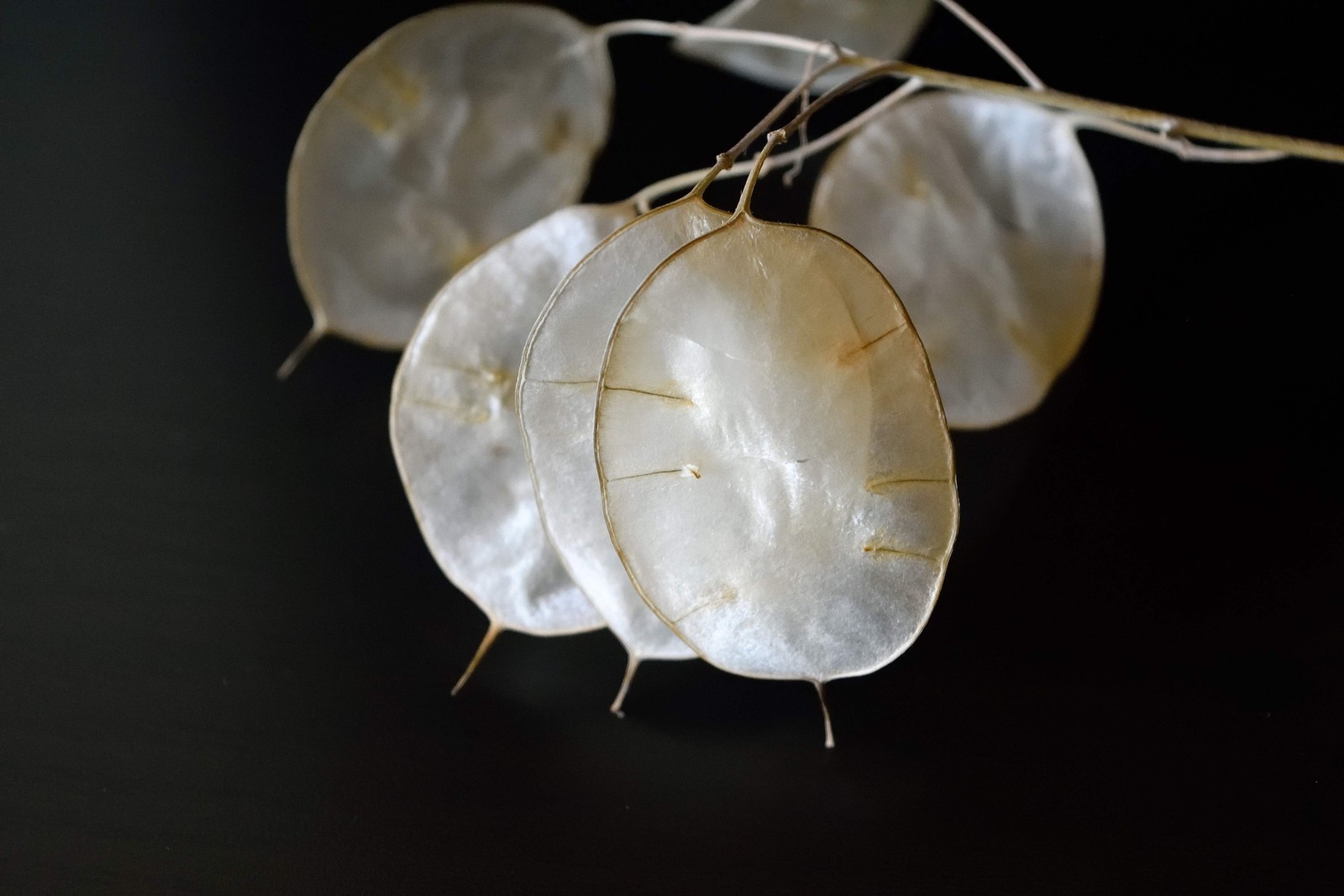 100 LUNARIA Biennis ( MONEY PLANT / Silver Dollar / Honesty ) Flower Seeds