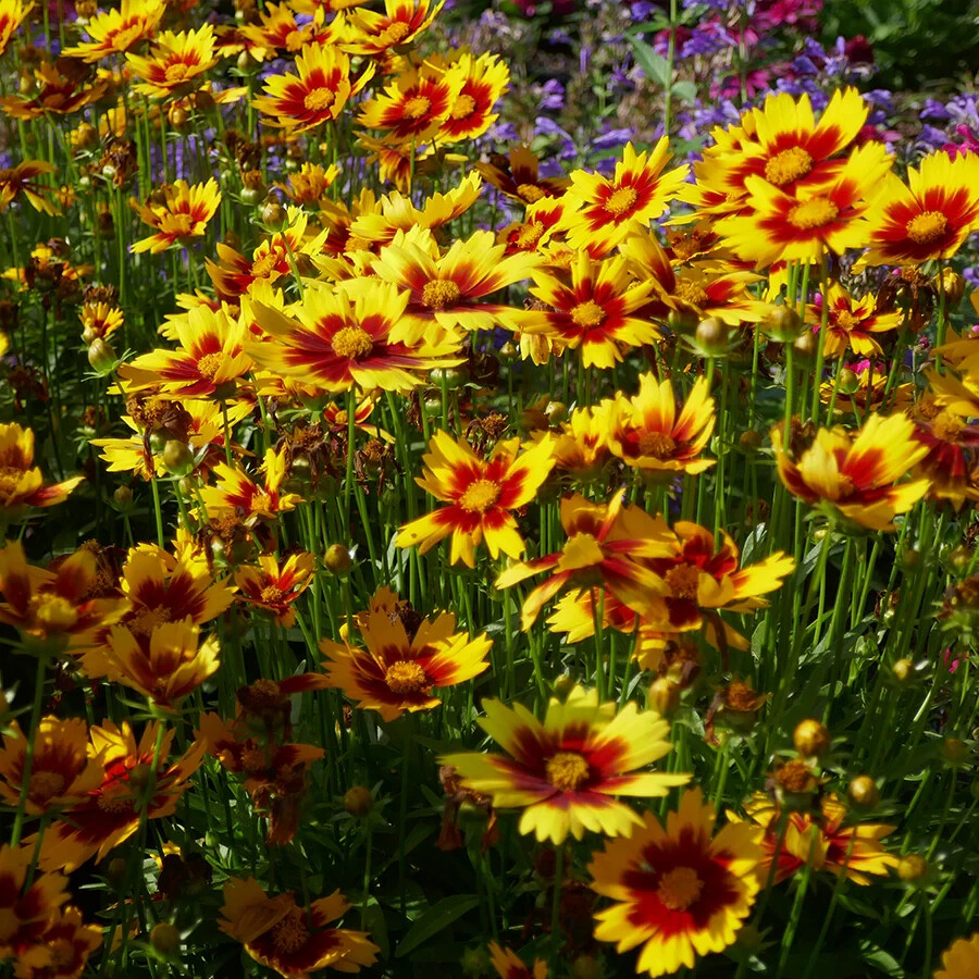 50 Seeds Red & Yellow Coreopsis (tick seed) Loved by Butterflies, Pollinators