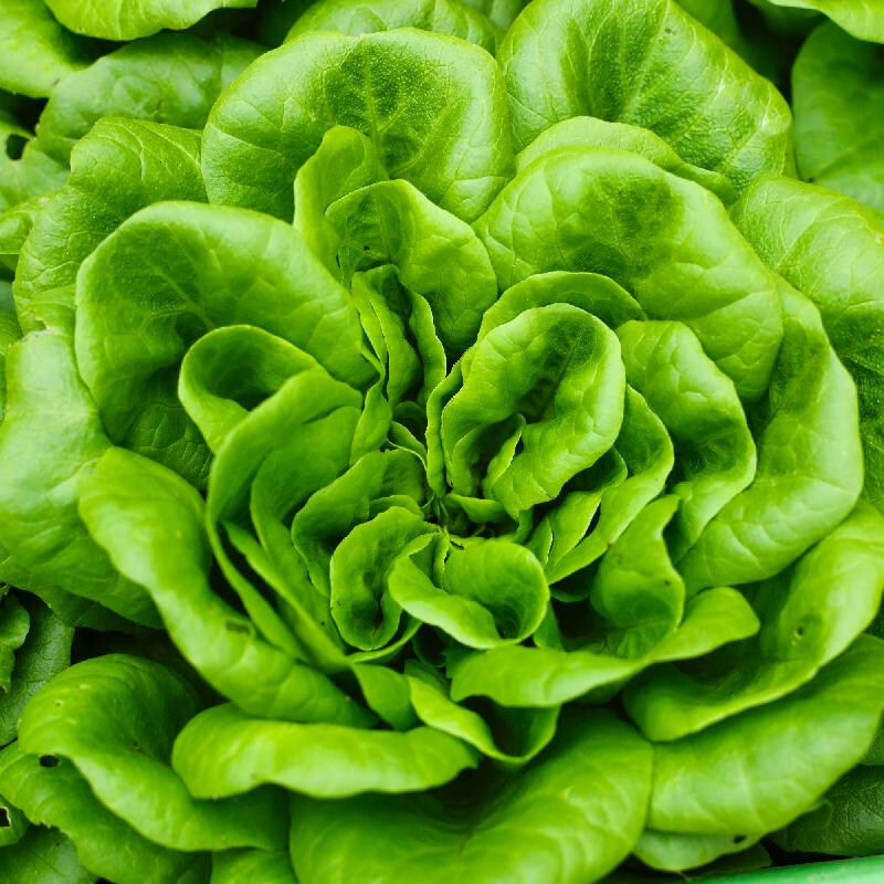 800+ BIBB BUTTERHEAD LETTUCE SEEDS FRESH FOR GARDENS