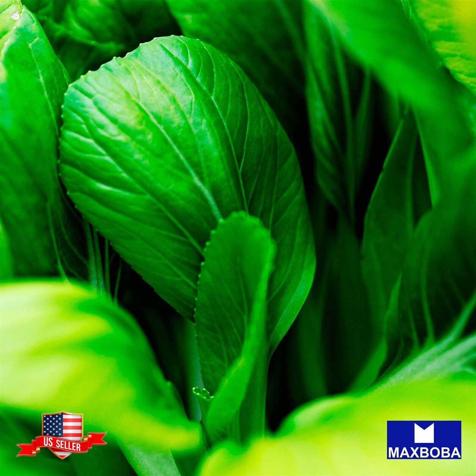 Cabbage Seeds Pak Choi White Stem Bok Choy Non-GMO / Heirloom / Vegetable Fresh