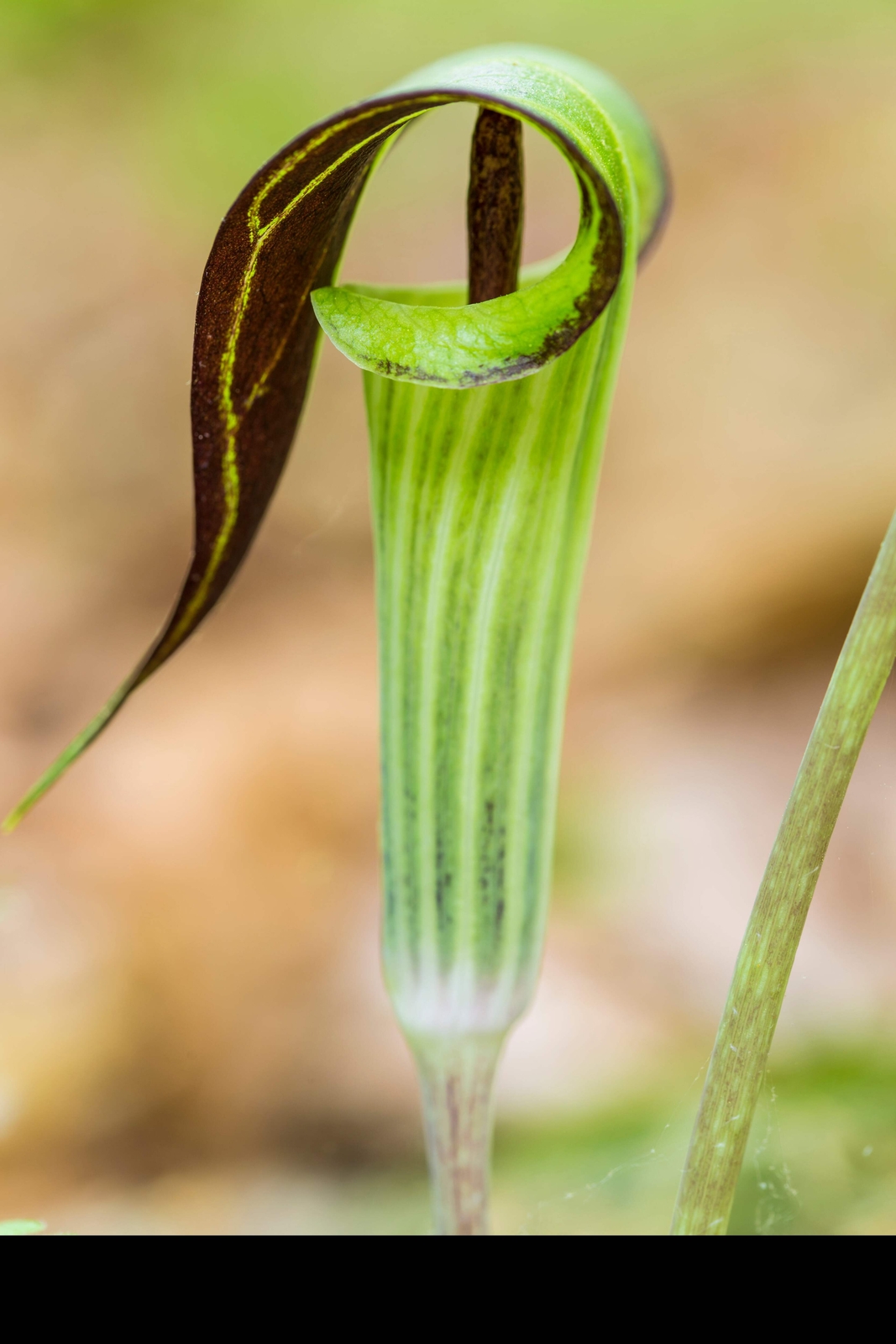 5 JACK IN THE PULPIT Arisaema Triphyllum Shade Flower Seeds *Flat S/H