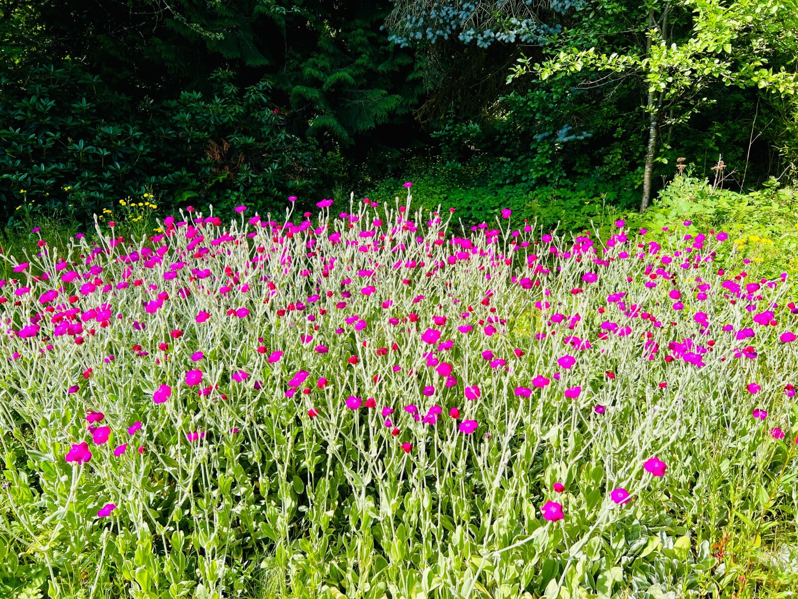 Rose Campion Seeds – 100 CT – Vibrant Flowering Perennial – Fall 2023 Harvest