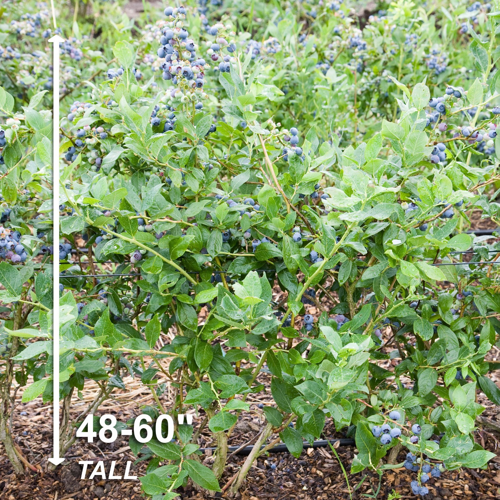 Garden State Bulb Jersey Blueberry Bare Root for Planting, Non-GMO