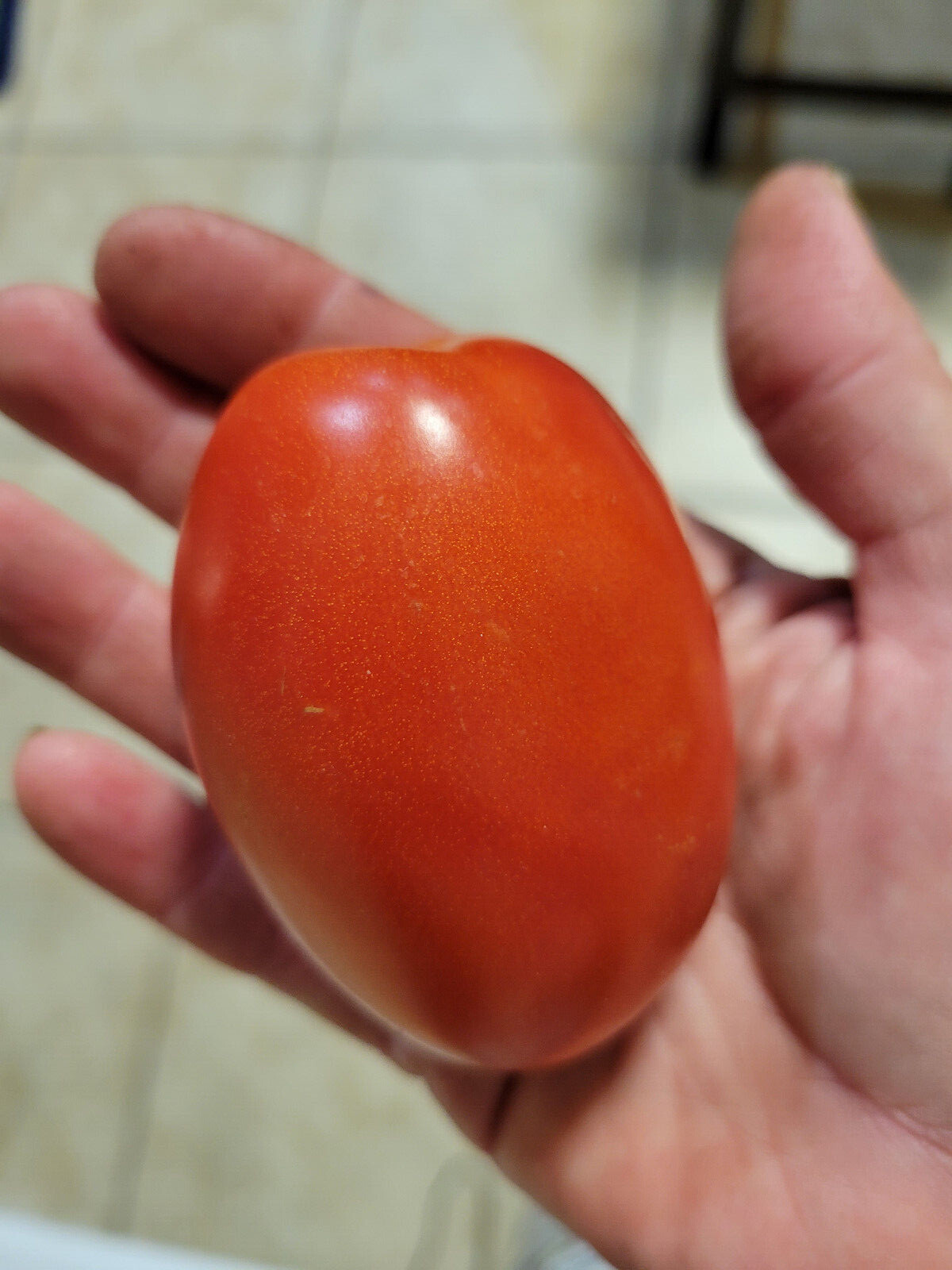 Red Plum Tomato 30 Seeds – Heirloom NON GMO