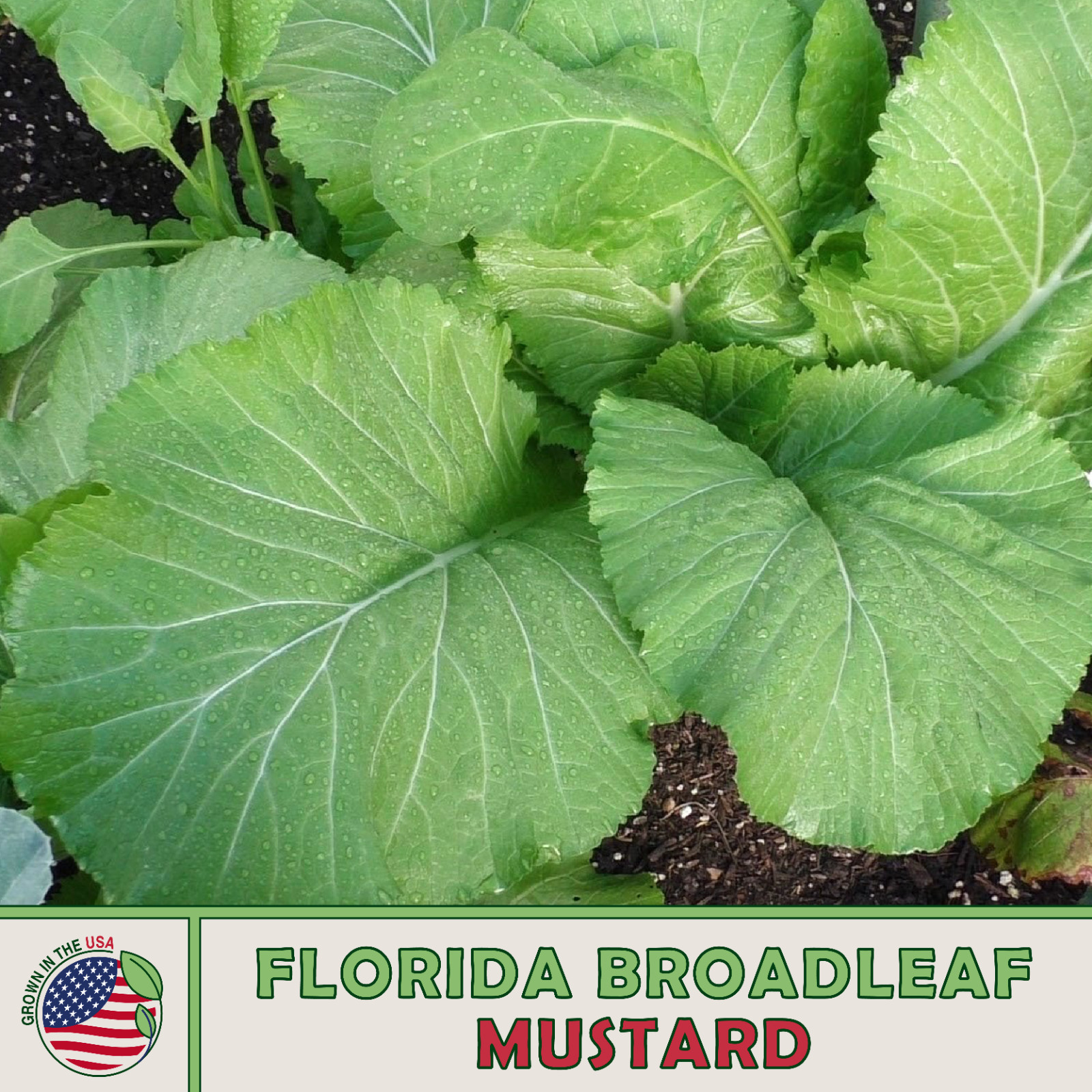 50 Florida Broadleaf Mustard Seeds, Heirloom, Non-GMO, Genuine USA