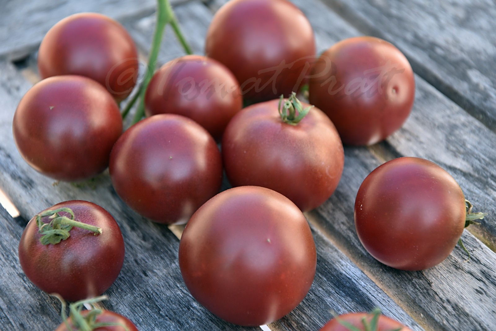 10 seeds Dwarf Velvet Night Tomato Purple cherry ORGANIC Rare Variety DTP
