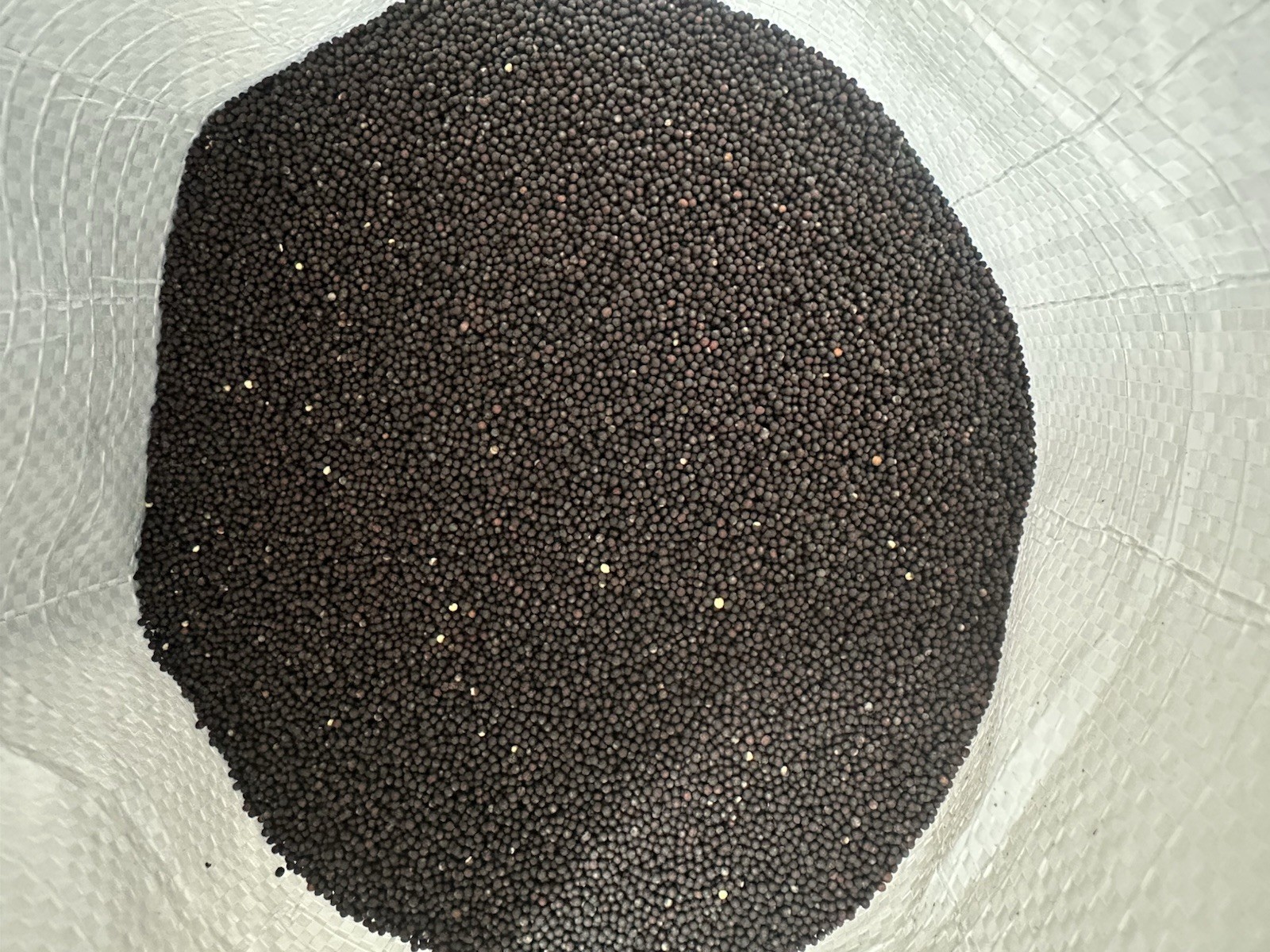 5 LBS Purple Top Rutabaga FOOD PLOT SEED, Deer, Turkey, Wildlife