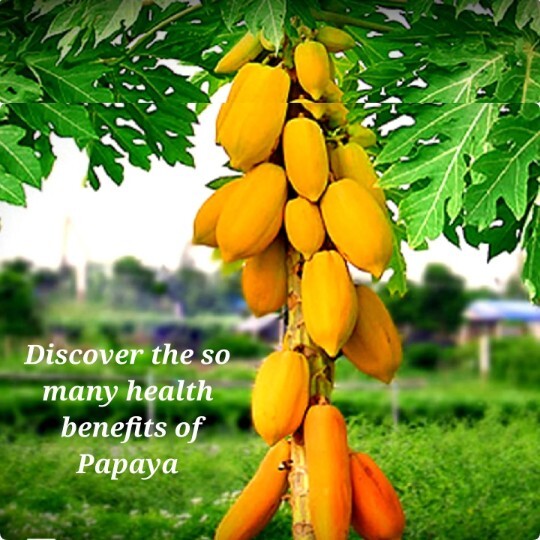 100 Papaya Seeds FREE 8oz TURMERIC Roots, Healthy, Carica, Curcuma Longa, Herb