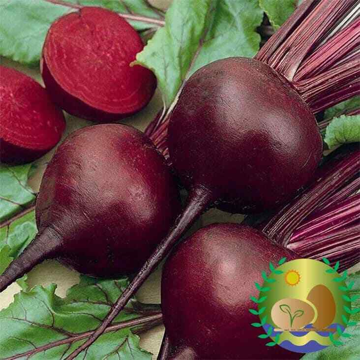Detroit Dark Red Beet Seeds | NON-GMO | Heirloom | FREE SHIPPING