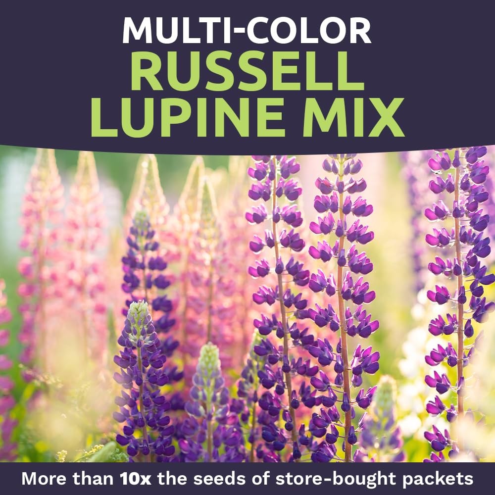 Russell Lupine Seeds – Bulk Quarter Pound Bag – Over 5,000 Open Pollinated No…