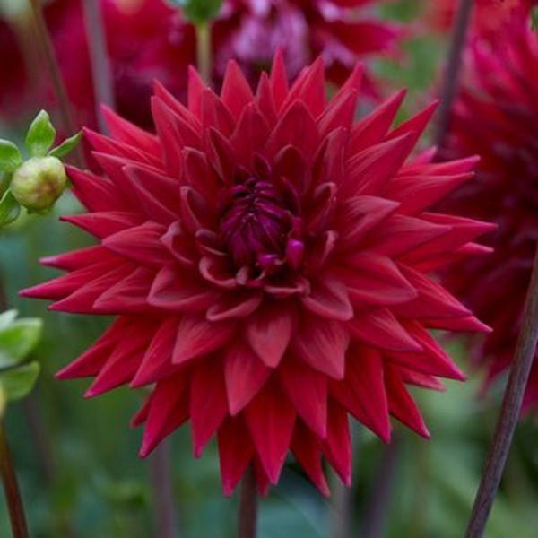 25 Dahlia Seeds Perennial Heirloom Pollinator Flower Seed Flowers “Cornel”
