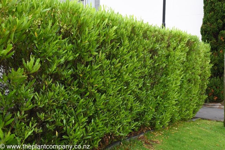 Hopseed Bush Green Dodonaea Vicosa 10 Seeds Free Shipping!