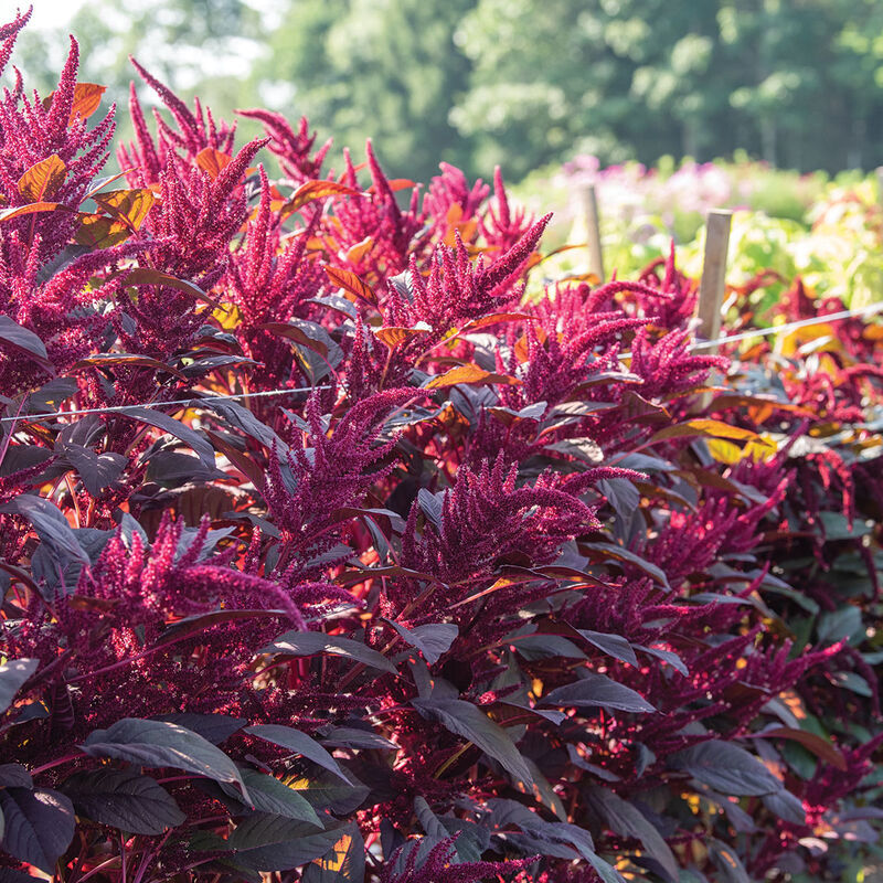 Amaranthus cruentus INTENSE RED AMARANTH – Seeds!