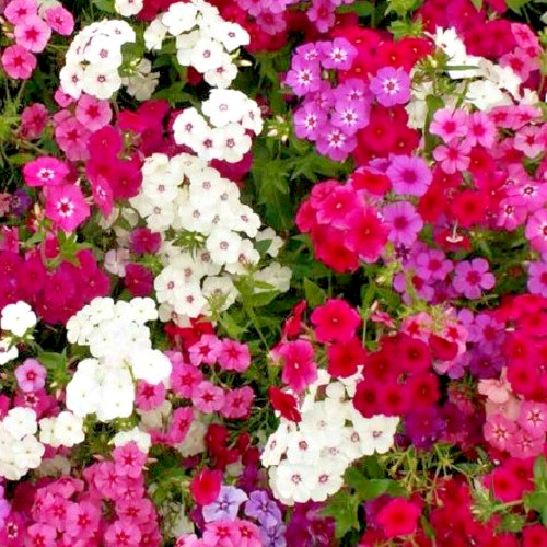 Mixed Colors Phlox Seeds Easy To Grow Fragrant, Beautiful Sun Loving Pollinators