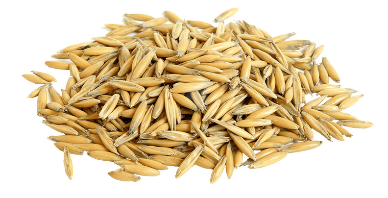 WHOLE OATS –CAT GRASS, FOOD STORAGE, ANIMAL FEED, HORSE FEED SPROUTING 1LB