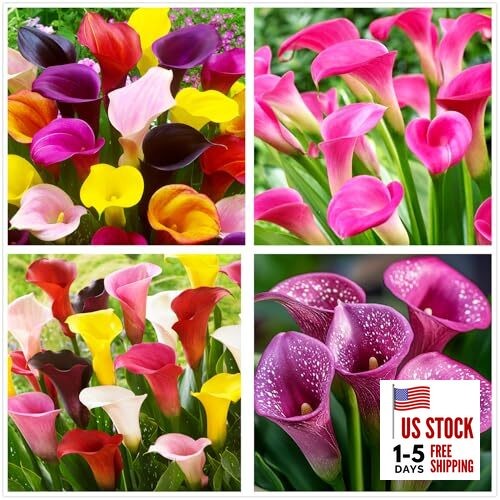 Rare 100Pcs White Pink Red Purple Calla Lily Seeds Beautiful Flowers Mix Color
