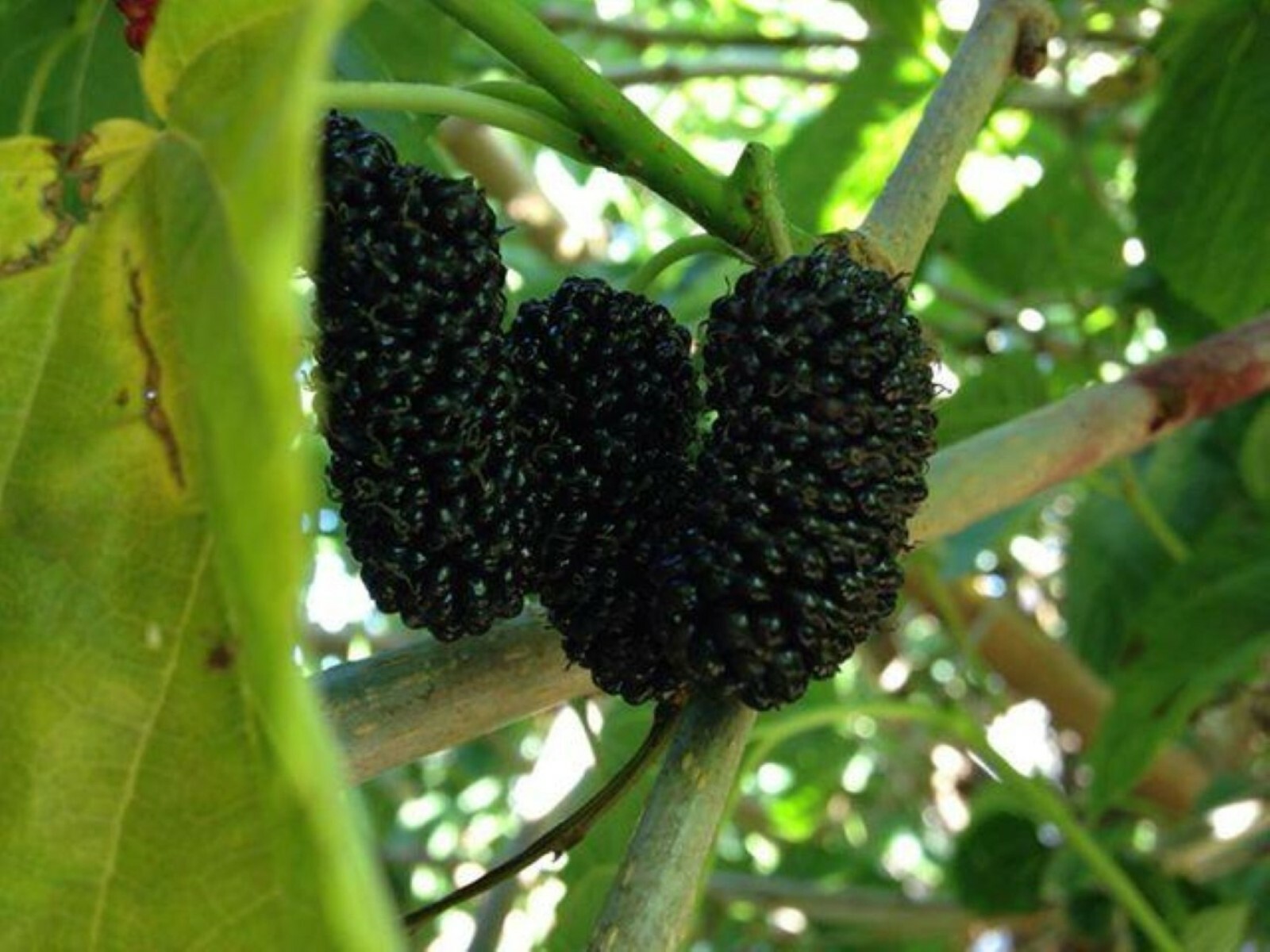 Black Mulberry (Morus nigra) 2 year old plant, bare root 12-20 inches tall