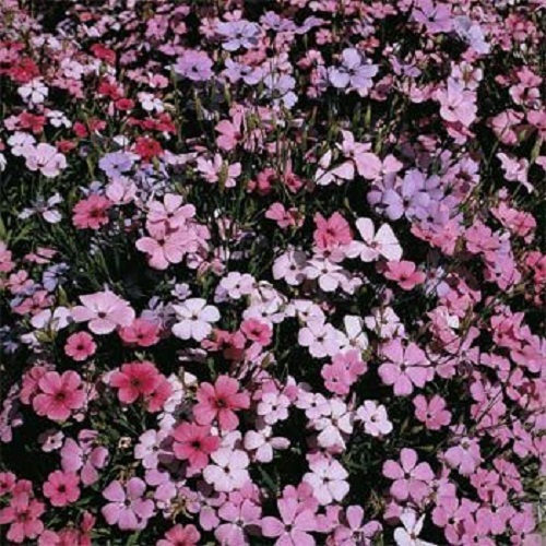 Lychnis Snowstar Seeds Lychnis Seeds Viscaria Rosett 2,000 Flower Seeds