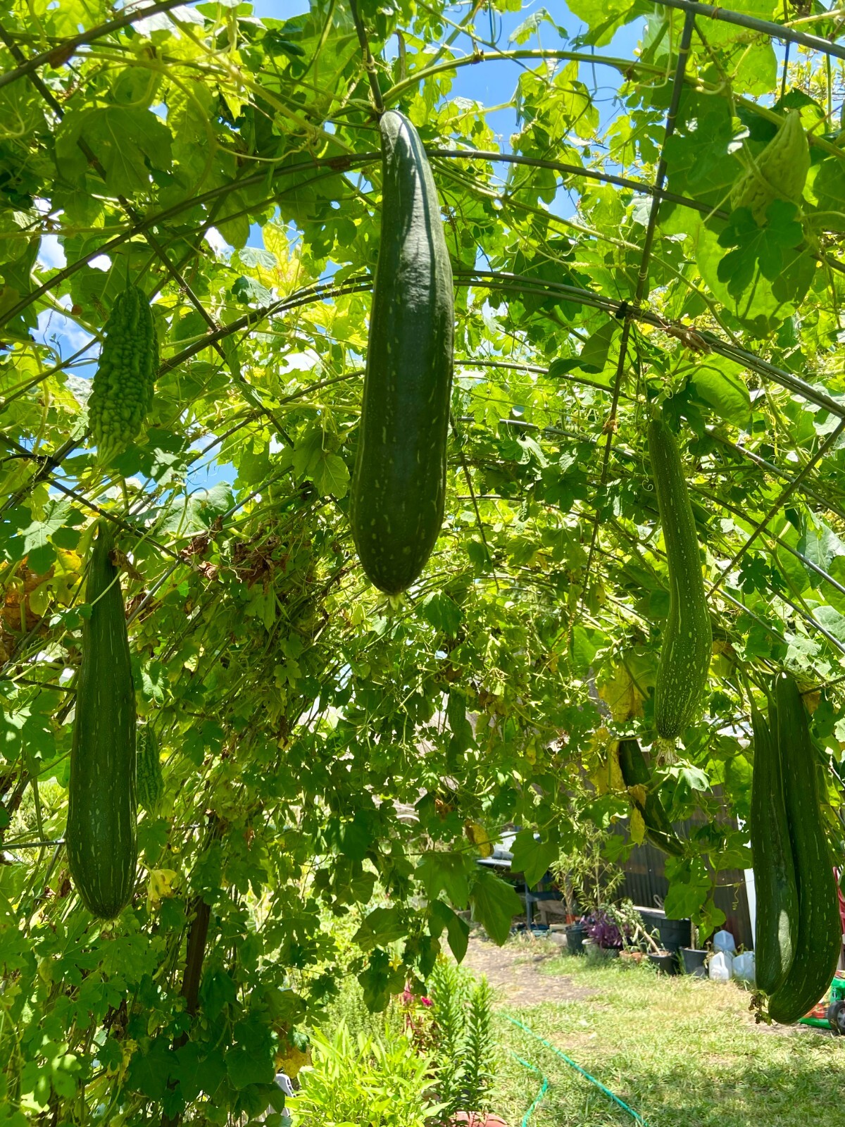 LUFFA GOURD – 15 Fresh Seeds – FREE Shipping
