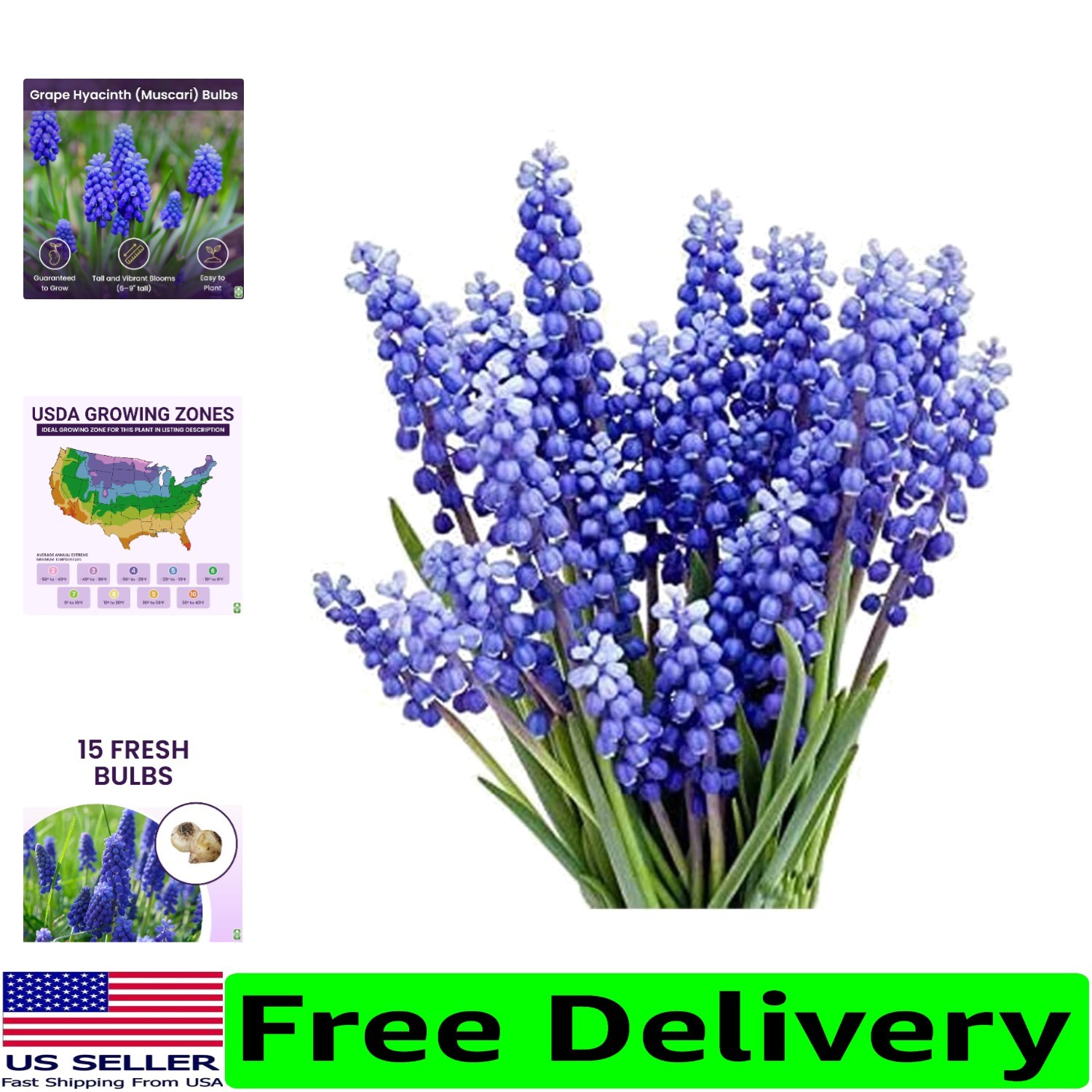 Muscari Armeniacum Bulbs – 15 Count for Stunning 6-8 Inch Spring Display