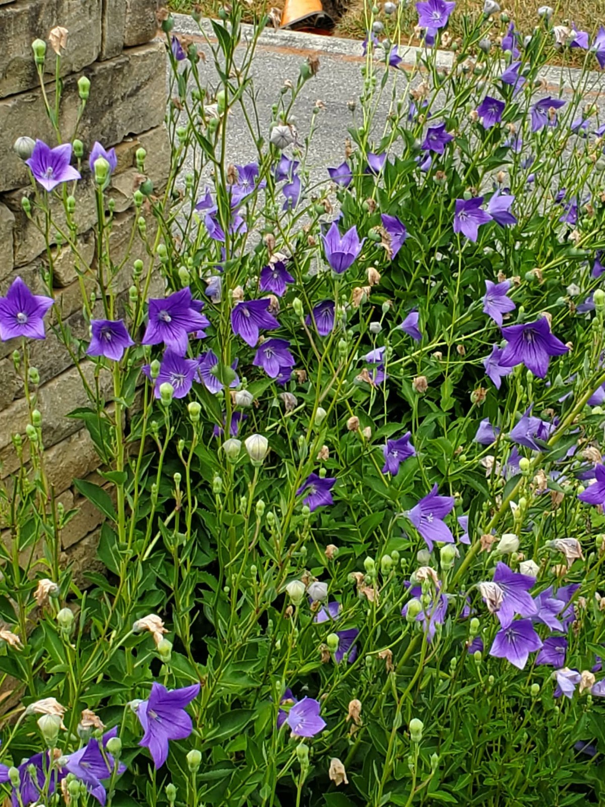 Balloon Flower, Platycodon Grandiflorus Seeds Purple