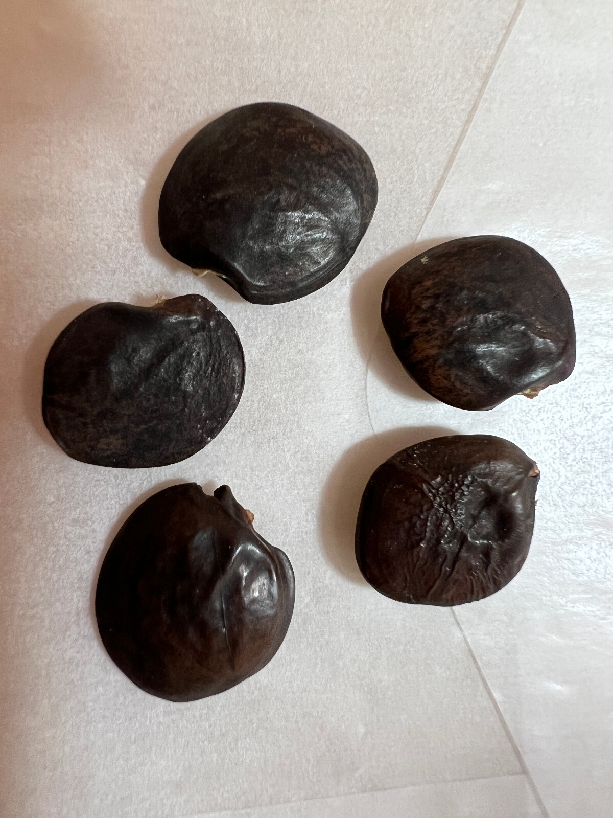 5 Blue Wisteria Vin Flower Seeds